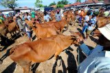 Pedagang sapi dan pembeli bertransaksi di Pasar Keppo, Pamekasan, Jawa Timur, Sabtu (11/5/2019). Dalam sepekan terakhir harga sapi di daerah itu naik dari Rp10.5 juta - Rp16 juta per ekor  menjadi Rp11 juta - Rp17 juta atau naik antara Rp500 ribu -Rp1 juta per ekor tergantung ukuran, karena tingginya permintaan daging dalam bulan Ramadhan 1440 H ini. Antara Jatim/Saiful Bahri/Zk