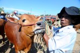 Pedagang memajang sapi siap potong di Pasar Keppo, Pamekasan, Jawa Timur, Sabtu (11/5/2019). Dalam sepekan terakhir harga sapi di daerah itu naik dari Rp10.5 juta - Rp16 juta per ekor  menjadi Rp11 juta - Rp17 juta atau naik antara Rp500 ribu -Rp1 juta per ekor tergantung ukuran, karena tingginya permintaan daging dalam bulan Ramadhan 1440 H ini. Antara Jatim/Saiful Bahri/Zk
