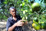 Petani memanen jeruk di Desa Penaguan Pamekasan, Jawa Timur, Sabtu (11/5/2019). Petani jeruk di daetah itu mengeluhkan serangan hama dan penyakit yang menyebabkan menurunnya produksi hingga 30 persen dari musim sebelumnya. Antara Jatim/Saiful Bahri/zk.