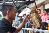 Anggota Komunitas Burung Hantu Madiun (Kubuhama) berinteraksi dengan burung hantu saat gathering di sebuah pusat perbelanjaan Kota Madiun, Jawa Timur, Minggu (12/5/2019). Sejumlah anggota Kubuhama melakukan gathering dalam rangka mengedukasi masyarakat agar tak membunuh binatang tersebut, karena burung hantu bukan merupakan binatang yang mengganggu manusia. Antara Jatim/Siswowidodo/zk.