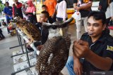 Anggota Komunitas Burung Hantu Madiun (Kubuhama) berinteraksi dengan burung hantu saat gathering di sebuah pusat perbelanjaan Kota Madiun, Jawa Timur, Minggu (12/5/2019). Sejumlah anggota Kubuhama melakukan gathering dalam rangka mengedukasi masyarakat agar tak membunuh binatang tersebut, karena burung hantu bukan merupakan binatang yang mengganggu manusia. Antara Jatim/Siswowidodo/zk.