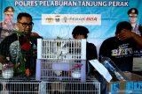 Polisi menunjukkan tersangka dan barang bukti satwa saat ungkap kasus penyelundupan satwa dilindungi di Polres Pelabuhan Tanjung Perak Surabaya, Jawa Timur, Sabtu (11/5/2019). Polres Pelabuhan Tanjung Perak Surabaya menangkap dua tersangka dalam kasus itu dan mengamankan sejumlah barang bukti satwa salah satu diantaranya satu ekor burung Nuri Kepala Hitam (Lorius lory), satu ekor Kaka Tua Jambul Kuning (Cacatua sulphurea) dan tujuh ekor burung Elang jenis Black Kite (Milvus migrans). Antara Jatim/Didik Suhartono/zk.