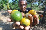 Petani menunjukkan jeruk yang rontok di Desa Penaguan Pamekasan, Jawa Timur, Sabtu (11/5/2019). Petani jeruk di daetah itu mengeluhkan serangan hama dan penyakit yang menyebabkan menurunnya produksi hingga 30 persen dari musim sebelumnya. Antara Jatim/Saiful Bahri/zk.