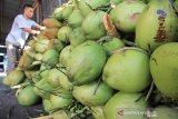 Pedagang menata buah kelapa muda di salah satu pusat penjualan kelapa muda di Meulaboh, Aceh Barat, Minggu (12/5/2019). Permintaan kelapa muda saat bulan Ramadhan meningkat dari biasanya 100 buah kelapa menjadi 450 buah kelapa per hari dengan harga jual Rp 5.000 per buah. (Antara Aceh/Syifa Yulinnas)
