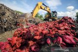 Sebuah alat berat menimbun bawang merah ilegal saat dilakukan pemusnahan oleh Bea dan Cukai di Tempat Pembuangan Akhir (TPA) Alue Lim, Lhokseumawe, Aceh, Rabu (15/5/2019). Sebanyak 5.620 karung atau 70 ton bawang merah selundupan asal Malaysia yang disita dari dua unit KM Rahmat Laot GT 25 bernomor 3105/PPF dan KM Samudra Al Mubarakah GT 45 bernomor 1385/PPF pada 14 April 2019 di perairan Jambo Aye pesisir timur Sumatera itu dimusnahkan dengan cara dibakar dan ditimbun. (Antara Aceh/Rahmad)