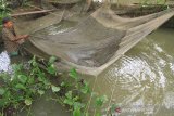 Petani memanen ikan patin hasil budi daya  di area tambak Desa Pasi Pinang, Kecamatan Meureuboe, Aceh Barat, Rabu (15/5/2019). Sejak memasuki bulan Ramadhan, kebutuhan dan permintaan ikan patin yang dijual Rp30.000 per kg meningkat dari 15 kg per hari menjadi 150 kg sampai 250 kg per hari. (Antara Aceh/Syifa Yulinnas)