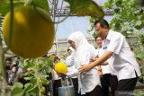 Gubernur Jawa Timur Khofifah Indar Parawansa (kedua kanan) memanen melon golden di kebun puspa UPT Pengembangan Argobisnis Tanaman Pangan dan Hortikultura Dinas Pertanian Provinsi Jawa Timur di Lebo, Sidoarjo, Jawa Timur, Rabu (15/5/2019). Dinas Pertanian Provinsi Jawa Timur membudidayakan buah melon golden yang merupakan silangan buah Timun Mas dan Melon untuk memenuhi permintaan pasar dengan harga jual Rp18.000 per kilogram. Antara Jatim/Umarul Faruq/zk.