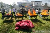 Petugas Bea dan Cukai bersama Forkompinda memusnahkan secara simbolis bawang ilegal di Gudang Buloq, Lhokseumawe, Aceh, Rabu (15/5/2019). Sebanyak 5.620 karung atau 70 ton bawang merah selundupan asal Malaysia yang disita dari dua unit KM Rahmat Laot GT 25 bernomor 3105/PPF dan KM Samudra Al Mubarakah GT 45 bernomor 1385/PPF pada 14 April 2019 di perairan Jambo Aye pesisir timur Sumatera itu dimusnahkan dengan cara dibakar dan ditimbun. (Antara Aceh/Rahmad)