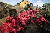 Petugas Bea dan Cukai bersama Forkompinda menimbun bawang merah ilegal saat dilakukan pemusnahan di Lhokseumawe, Aceh, Rabu (15/5/2019). Sebanyak 5.620 karung atau 70 ton bawang merah tersebut merupakan selundupan dari Malaysia  yang dibawa KM Rahmat Laot GT 25 bernomor 3105/PPF dan KM Samudra Al Mubarakah GT 45 bernomor 1385/PPF di perairan Jambo Aye pesisir timur Sumatera pada 14 April 2019. ANTARA FOTO/Rahmad/nym.