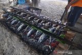 Warga membakar ikan tongkol dan ikan tuna menggunakan bara api batok kelapa di lintas jalan nasional, Indra Puri, Kabupaten Aceh Besar,  Kamis (16/5/2019). Menurut pedagang , omzet penjualan ikan tongkol dan ikan tuna bakar meningkat selama bulan ramadhan dari 50 ekor menjadi 100 ekor perhari dengan harga jual Rp15.000 hingga Rp35.000 per ekor. (Antara Aceh/Ampelsa)