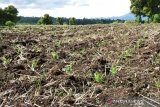 Ratusan hektare sawah di Parambahan terancam kekeringan