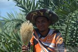 Petani memperlihatkan bunga jantan pohon kurma sebagai serbuk sari di lahan perkebunan kurma perbukitan Barbate, Blangbintang, Kabupaten Aceh Besar, Sabtu (18/5/2019). Selain untuk pembuahan , serbuk sari bunga jantan pohon kurma juga berfungsi untuk menyuburkan kandungan, vitalitas pria dan wanita, meningkatkan sistem kekebalan tubuh. (Antara Aceh/Ampelsa)