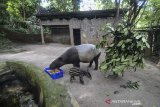 Seekor anak tapir (tapirus indicus) yang diberi nama Bona bersama induknya diperlihatkan kepada awak media di Kebun Binatang Bandung, Jawa Barat, Sabtu (18/5/2019). Kebun Binatang Bandung memiliki keluarga baru dengan lahirnya seekor anak tapir (tapirus indicus) pada 28 April 2019 lalu yang menambah jumlah binatang terancam punah tersebut menjadi sembilan ekor. ANTARA JABAR/Raisan Al Farisi/agr