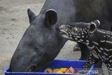 Aktivitas seekor anak tapir (tapirus indicus) yang diberi nama Bona bersama induknya di Kebun Binatang Bandung, Jawa Barat, Sabtu (18/5/2019). Kebun Binatang Bandung memiliki keluarga baru dengan lahirnya seekor anak tapir (tapirus indicus) pada 28 April 2019 lalu yang menambah jumlah binatang terancam punah tersebut menjadi sembilan ekor. ANTARA JABAR/Raisan Al Farisi/agr