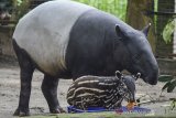 Aktivitas seekor anak tapir (tapirus indicus) yang diberi nama Bona bersama induknya di Kebun Binatang Bandung, Jawa Barat, Sabtu (18/5/2019). Kebun Binatang Bandung memiliki keluarga baru dengan lahirnya seekor anak tapir (tapirus indicus) pada 28 April 2019 lalu yang menambah jumlah binatang terancam punah tersebut menjadi sembilan ekor. ANTARA JABAR/Raisan Al Farisi/agr