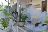 Petugas melakukan pangasapan (fogging) untuk membasmi nyamuk Aedes aegypti di Kelurahan Klegen, Kota Madiun, Jawa Timur, Sabtu (18/5/2019). Pengasapan dilakukan karena di lokasi tersebut terdapat empat orang penderita demam berdarah dalam satu RT, sedangkan data Dinas Kesehatan setempat mencatat selama 2019 terjadi 211 kasus demam berdarah di Kota Madiun. Antara Jatim/Siswowidodo/zk.