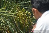 Petani memeriksa tanaman pohon kurma yang sudah berbuah saat perawatan di kawasan perbukitan Barbate, Blangbintang, Kabupaten Aceh Besar, provinsi Aceh, Sabtu (18/5/2019). Seluas 540 hektare lahan tandus dan gersang di daerah itu diolah menjadi lahan produktif untuk tanaman kurma seluas 500 hektare atau sekitar 7.000 batang pohon kurma yang saat ini mulai berbuah, sebanyak 200 batang di antaranya merupakan pohon kurma hibah masyarakat yang diperuntukan untuk membantu kelangsungan pendidikan anak yatim dan anak kurang mampu.