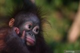 Bayi Orangutan Kalimantan (Pongo pygmaeus) yang bernama Nadia bermain di halaman Rumah Sakit Satwa Taman Safari Prigen, Pasuruan, Jawa Timur, Senin (20/5/2019). Bayi orangutan yang berumur 1,8 tahun tersebut dirawat oleh dokter dan pengasuh sejak usia 8 bulan karena induknya mengalami syndorme babyblues atau merasa asing dengan kehadirannya bayinya sehingga ditinggalkan. Kehadiran bayi ini menambah koleks iorangutan di taman itu menjadi 26 ekor. Antara Jatim/Zabur Karuru