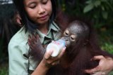 Pengasuh memberi susu bayi Orangutan Kalimantan (Pongo pygmaeus) yang bernama Nadia di halaman Rumah Sakit Satwa Taman Safari Prigen, Pasuruan, Jawa Timur, Senin (20/5/2019). Bayi orangutan yang berumur 1,8 tahun tersebut dirawat oleh dokter dan pengasuh sejak usia 8 bulan karena induknya mengalami syndorme babyblues atau merasa asing dengan kehadirannya bayinya sehingga ditinggalkan. Kehadiran bayi ini menambah koleks iorangutan di taman itu menjadi 26 ekor. Antara Jatim/Zabur Karuru