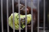 Bayi Orangutan Kalimantan (Pongo pygmaeus) yang bernama Nadia berada dalam kandang di Rumah Sakit Satwa Taman Safari Prigen, Pasuruan, Jawa Timur, Senin (20/5/2019). Bayi orangutan yang berumur 1,8 tahun tersebut dirawat oleh dokter dan pengasuh sejak usia 8 bulan karena induknya mengalami syndorme babyblues atau merasa asing dengan kehadirannya bayinya sehingga ditinggalkan. Kehadiran bayi ini menambah koleks iorangutan di taman itu menjadi 26 ekor. Antara Jatim/Zabur Karuru