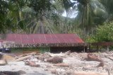 Lagi, banjir bandang menerjang Sigi