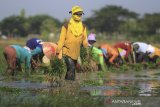 Buruh tani menanam padi di areal sawah desa Majakerta, Balongan, Indramayu, Jawa Barat, Selasa (21/5/2019). Petani di daerah tersebut mengaku kesulitan mencari buruh tani usia muda akibat terbatasnya generasi muda yang mau menjadi tenaga kerja di bidang pertanian. ANTARA JABAR/Dedhez Anggara/agr