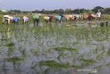 Buruh tani menanam padi di areal sawah desa Majakerta, Balongan, Indramayu, Jawa Barat, Selasa (21/5/2019). Petani di daerah tersebut mengaku kesulitan mencari buruh tani usia muda akibat terbatasnya generasi muda yang mau menjadi tenaga kerja di bidang pertanian. ANTARA JABAR/Dedhez Anggara/agr