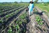 Petani menyiram tanaman tembakau usia dua pekan di Desa Dasok, Pamekasan, Jawa Timur, Rabu (22/5/2019). Berdasarkan data tahun 2018, luas areal komuditas unggulan di daerah itu mencapai 30.794 hektare. Antara Jatim/Saiful Bahri/Zk