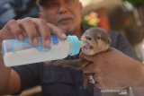 Petugas Balai Konservasi Sumber Daya Alam (BKSDA) Bali memberi perawatan terhadap seekor anak berang-berang (Lutra Lutra) yang disita dari upaya penyelundupan, di Kantor BKSDA Bali, Denpasar, Jumat (24/5/2019). Sebanyak empat ekor anak berang-berang spesies dilindungi dan 10 ekor kalajengking yang akan diselundupkan ke Rusia berhasil digagalkan petugas Bandara Ngurah Rai pada Kamis malam (23/5) dan tersangkanya hingga saat ini masih dalam pemeriksaan lebih lanjut.  ANTARA FOTO/Nyoman Budhiana.