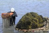 Petambak memanen rumput laut Glacilaria Sp di areal tambak desa Brondong, Indramayu, Jawa Barat, Senin (27/5/2019). Menurut petambak, harga rumput laut mengalami penurunan drastis dari harga Rp6500 per kilogram menjadi Rp4000 per kilogram. ANTARA JABAR/Dedhez Anggara/agr