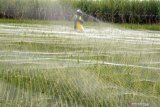 Petani memasang jaring paranet di atas tanaman padi miliknya yang sudah memasuki usia dewasa atau jelang panen di Tulungagung, Jawa Timur, Kamis (23/5/2019). Jaring paranet itu dipasang untuk menangkal/meminimalkan dampak serangan hama burung yang kerap mengganggu petani dan menyebabkan produksi panen turun hingga 50 persen. Antara Jatim/Destyan Sujarwoko/zk.