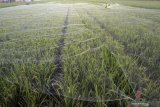 Petani memasang jaring paranet di atas tanaman padi miliknya yang sudah memasuki usia dewasa atau jelang panen di Tulungagung, Jawa Timur, Kamis (23/5/2019). Jaring paranet itu dipasang untuk menangkal/meminimalkan dampak serangan hama burung yang kerap mengganggu petani dan menyebabkan produksi panen turun hingga 50 persen. Antara Jatim/Destyan Sujarwoko/zk.