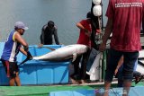 Pekerja membongkar muat ikan tuna kualitas ekspor hasil tangkapan nelayan di Ulee Lheu, Banda Aceh, Selasa (28/5/2019). Indonesia masih menjadi produsen Ikan tuna terbesar di dunia dengan hasil tangkapan mencapai 5 miliar dollar AS atau hampir Rp 71 triliun pertahun yang harga jual ditingkat nelayan antara Rp25.000 hingga Rp45.000 per kilogram tergantung kualitas. (Antara Aceh/Irwansyah Putra)