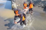 Anggota relawan tanggap bencana mengevakuasi korban gempa bumi disertai tsunami dalam simulasi kesiapsiagaan menghadapi bencana di Pantai Tangtu, Denpasar, Bali, Selasa (28/5/2019). Kegiatan yang digelar BPBD Kota Denpasar tersebut untuk melatih para relawan tersebut dalam menghadapi bencana terutama untuk mengurangi risiko jatuhnya korban. ANTARA FOTO/Nyoman Hendra Wibowo/nym