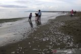 Warga mengambil ikan yang terdampar di pantai kampung Jawa, Banda Aceh, Rabu (29/5/2019). Ikan-ikan kecil sejenis teri yang terdampar di pantai dalam kondisi mati sejak Rabu diduga berasal dari pukat atau jaring nelayan namun hingga saat ini belum ada keterangan resmi dari pihak terkait. (Antara Aceh/Irwansyah Putra)