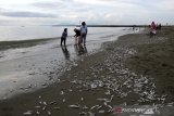 Ribuan ikan sejenis teri terdampar di Pantai Gampong Jawa Aceh, fenomena apa?