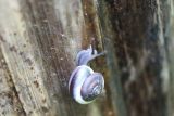 Five land snail species have herbal medicine potential: BRIN
