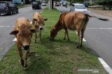 Kawanan sapi berada di jalur mudik lebaran Idul Fitri 1440 H di jalan nasional Soekarno-Hatta, Aceh Besar, Aceh, Sabtu (1/6/2019). Para pemudik diharapkan berhati-hati saat melintas di jalur mudik Aceh Besar - Medan dan Aceh Besar - Aceh Jaya karena banyaknya peternak yang melepasliarkan sapi peliharaannya meski Pemerintah telah mengeluarkan larangan melepas sapi atau kerbau peliharaan. (Antara Aceh/Irwansyah Putra)