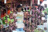 Pedagang menata buah manggis (Garcinia mangostana) yang dipasarkan di pinggir jalan nasional, Desa Ulee Glee, Kabupaten Pidie Jaya, provinsi Aceh, Kamis (6/6/2019). Sehubungan musim buah manggis di daerah itu persediaan melimpah dengan harga penawaran buah maggis Rp8.000 hingga Rp10.000 per ikat. (Antara Aceh/Ampelsa)