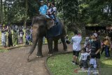 Warga menaiki Gajah saat menikmati libur lebaran 2019 di Kebun Binatang, Bandung, Jawa Barat, Kamis (6/6/2019). Sedikitnya 12 ribu pengunjung menikmati suasana Kebun Binatang sebagai pilihan wisata H+1 libur lebaran 2019. ANTARA JABAR/Novrian Arbi/agr