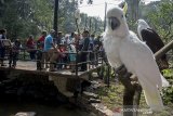 Warga berfoto bersama sejumlah koleksi burung saat menikmati libur lebaran 2019 di Kebun Binatang, Bandung, Jawa Barat, Kamis (6/6/2019). Sedikitnya 12 ribu pengunjung menikmati suasana Kebun Binatang sebagai pilihan wisata H+1 libur lebaran 2019. ANTARA JABAR/Novrian Arbi/agr