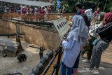 Warga melihat Beruang Madu saat menikmati libur lebaran 2019 di Kebun Binatang, Bandung, Jawa Barat, Kamis (6/6/2019). Sedikitnya 12 ribu pengunjung menikmati suasana Kebun Binatang sebagai pilihan wisata H+1 libur lebaran 2019. ANTARA JABAR/Novrian Arbi/agr