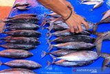 Pedagang melayani menata ikan segar di Pasar Ikan Ujong Baroh, Johan Pahlawan, Aceh Barat, Minggu (9/6/2019). Harga berbagai jenis ikan segar sejak tiga hari terakhir melonjak naik, diantaranya ikan gembong dari Rp35.000 menjadi Rp70.000 per kilogram, ikan dencis dari Rp25.000 menjadi Rp 60.000 per kilogram, ikan tongkol dari Rp20.000 menjadi Rp50.000 per kilogram dan ikan tuna dari Rp.25.000 menjadi Rp50.000 per kilogram karena berkurangnya pasokan ikan akibat nelayan belum kembali melaut. (Antara Aceh/Syifa Yulinnas)