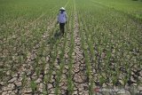 Warga berada di sekitar areal sawah yang mengering di desa Santing, Losarang, Indramayu, Jawa Barat, Senin (10/6/2019). Puluhan hektar lahan sawah di daerah tersebut terancam gagal panen akibat kekeringan dan kesulitan mendapat air irigasi. ANTARA JABAR/Dedhez Anggara/agr