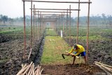 Pekerja menyiapkan pembibitan tembakau di areal PT.Â Perkebunan Nusantara X (PTPNX)  Mumbulsari, Jember, Jawa Timur, Minggu (9/6/2019).  Memasuki musim tanam 2019 PTPN X mulai menyiapkan pembibitan dan pemasangan tiang pancang jaring pelindung tanaman tembakau yang menjadi andalan Kabupaten Jember di Pasar internasional. Antara Jatim/Saiful Bahri/ZK