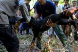 Tim Balai Konservasi Sumber Daya Alam (BKSDA) Aceh bersama lembaga Orangutan Information Center (OIC), masyarakat dan aparat kepolisian mengevakuasi beruang madu (Helarctos malayanus) yang terkena jerat babi di desa Ladang Neubok Kecamatan Jeumpa, Aceh Barat Daya, Rabu (12/6/2019). Beruang madu betina berumur 15 tahun mengalami luka di kuku kaki akibat tali jeratan dan beruang jantan berumur 3 tahun mengalami luka serius di bagian kaki sehingga harus mendapatkan perawatan medis. (Antara Aceh/Khalis)