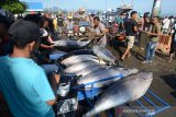 Nelayan memuat ikan tuna sirip kuning (Thunnus albacares) kualitas ekspor di Pelabuhan Perikanan Samudera Lampulo, Banda Aceh, Kamis (13/6/2019). Para nelayan di daerah itu menyatakan harga ikan tuna sirip kuning untuk pasar ekspor di tingkat pedagang lokal mengalami kenaikan dari Rp50.000 menjadi Rp55.000 perkilogram. (Antara AcehAmpelsa)