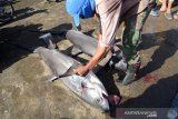 Nelayan memotong sirip ikan hiu ekor panjang atau Hiu Thresher Shark (Alopias Macrourus) di pelabuhan Perikanan Samudera Lampulo, Banda Aceh, Rabu (13/6/2019). Penangkapan ikan hiu di daerah itu masih terus berlangsung, meski pemerintah sudah melakukan sosialisasi dan larang untuk menangkap jenis hiu tertentu yang dilindungi. (Antara Aceh/Ampelsa)
