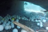 Sejumlah bola golf yang terlempar keluar lapangan menumpuk di dasar Samudra Pasifik di Stillwater Cove dekat Pebble Beach Golf Links di Pebble Beach, California, Amerika Serikat dalam foto handout yang tidak bertanggal ini. ANTARA FOTO/Handout via REUTERS