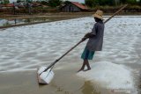 Petani panen garam perdana pada musim olah tahun ini di lahan garam Desa Bunder, Pamekasan, Jawa Timur, Jumat (14/6/2019). Pada awal musim, produksi garam berkisar 1.5 ton sekali panen dari luas lahan sekitar 1.500 meter persegi dan akan meningkat hingga tujuh ton saat memasuki pertengahan musim. Antara Jatim/Saiful Bahri/zk